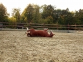 Reitanlage Gut Havkenscheid