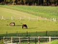Gut Havkenscheid Weide & Wiese