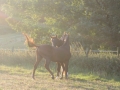 Gut Havkenscheid Weide & Wiese