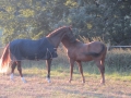 Gut Havkenscheid Weide & Wiese