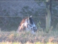 Gut Havkenscheid Weide & Wiese