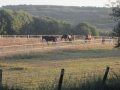 Gut Havkenscheid Weide & Wiese