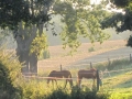 Gut Havkenscheid Weide & Wiese