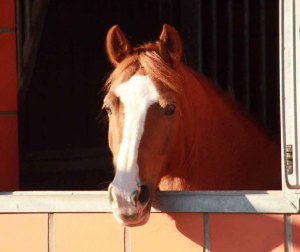 Box Gut Havkenscheid