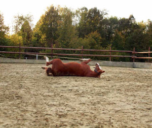 Paddock Gut Havkenscheid